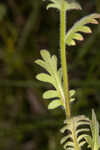 Prairie phacelia